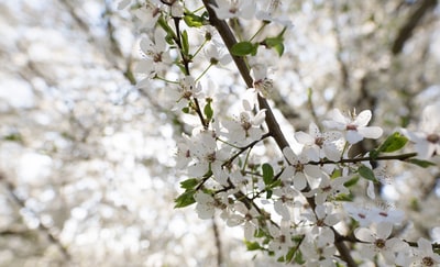 白色的花朵在树枝倾斜摄影的转变
